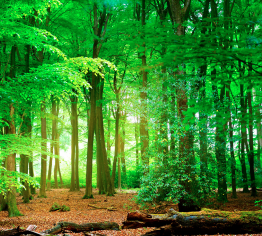 Dell Technologies is a first-generation EPEAT Climate+ Champion